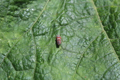 Agrosoma placetis
