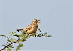 Mirafra erythroptera