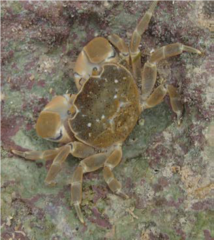 Paragrapsus quadridentatus