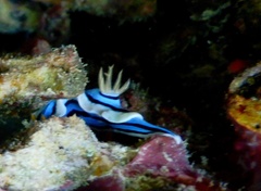 Chromodoris