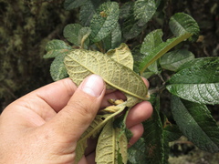 Linochilus tenuifolius