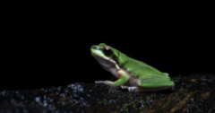 Litoria fallax