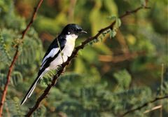 Pericrocotus erythropygius