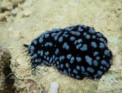 Phyllidiella