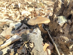 Entoloma vernum
