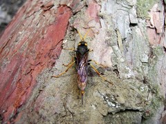 Urocerus gigas