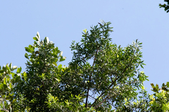 Podocarpus oleifolius
