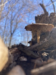 Entoloma vernum
