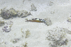 Serranus tabacarius