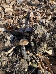 Entoloma vernum