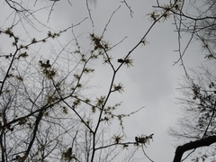 Hamamelis virginiana