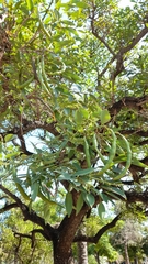Erythrina crista-galli
