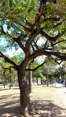 Erythrina crista-galli