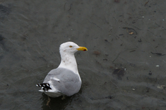 Larus argentatus