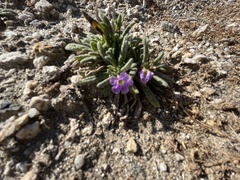 Nama hispida spathulata