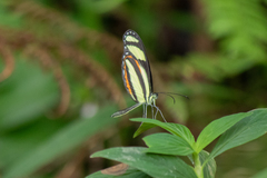 Moschoneura pinthous