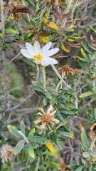 Chiliotrichum diffusum