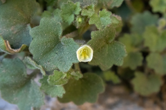 Mabrya acerifolia