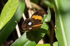 Adelpha leucophthalma