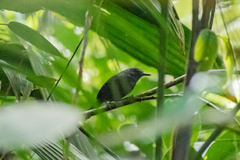 Cercomacroides parkeri