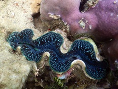 Tridacna maxima