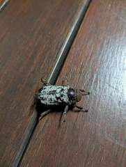 Dermolepida albohirtum