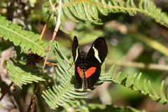 Heliconius clysonymus