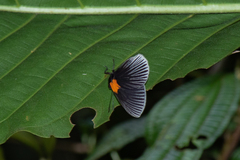 Hades noctula