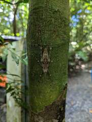 Phricta spinosa