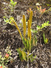 Elaphoglossum minutum