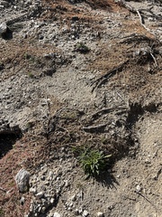 Nama hispida spathulata