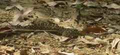 Bothrops pubescens
