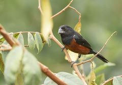 Sporophila angolensis