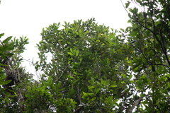 Quercus humboldtii