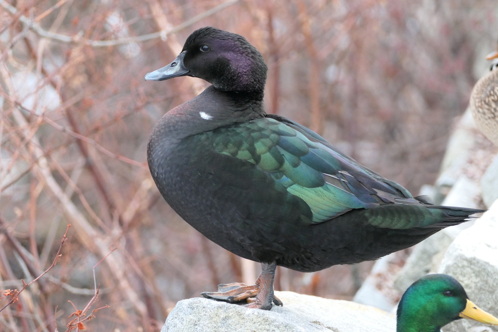 Mallards, Teal, Pintails and Allies × Muscovy Ducks