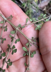 Coprosma parviflora