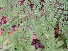 Adiantum formosum