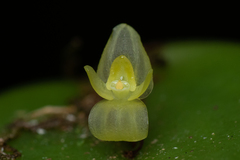 Pleurothallis baudoensis