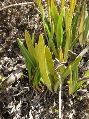 Elaphoglossum minutum