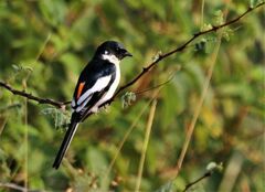 Pericrocotus erythropygius