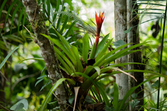 Guzmania lingulata