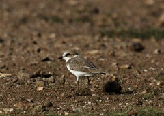 Charadrius dubius