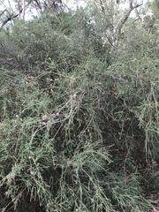 Melaleuca decussata
