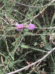 Melaleuca decussata