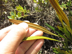 Elaphoglossum minutum