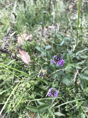 Cullen microcephalum