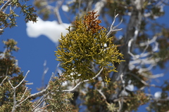Phoradendron juniperinum