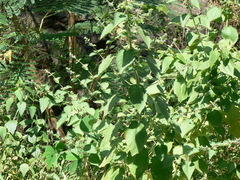 Mesosphaerum suaveolens