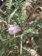Melaleuca decussata
