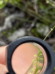 Phyllanthus pentaphyllus